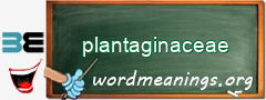 WordMeaning blackboard for plantaginaceae